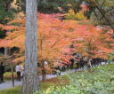 京都大原三千院 紅葉